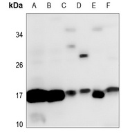 Histone H3 Rabbit Polyclonal Antibody