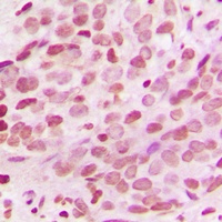 Histone H3 Rabbit Polyclonal Antibody