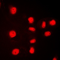 Histone H3 Rabbit Polyclonal Antibody