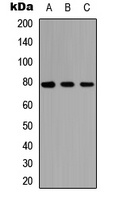 AF3P21 Rabbit Polyclonal Antibody