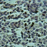 AF3P21 Rabbit Polyclonal Antibody