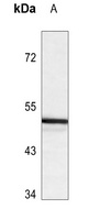 ANGPTL3 Rabbit Polyclonal Antibody