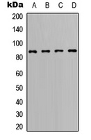 BCL6 Rabbit Polyclonal Antibody