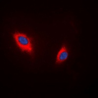 CD234 Rabbit Polyclonal Antibody