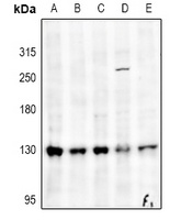 Collagen 1 alpha 1 Rabbit Polyclonal Antibody
