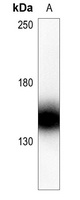 Collagen 5 alpha 2 Rabbit Polyclonal Antibody