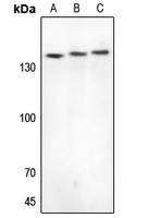 CYFIP1 Rabbit Polyclonal Antibody