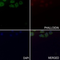 CYFIP1 Rabbit Polyclonal Antibody