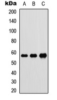 DnaJC3 Rabbit Polyclonal Antibody