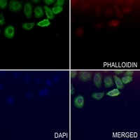 DnaJC3 Rabbit Polyclonal Antibody