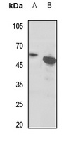 EB2 Rabbit Polyclonal Antibody