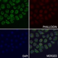 EB2 Rabbit Polyclonal Antibody