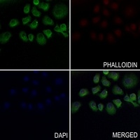 EPX HC Rabbit Polyclonal Antibody