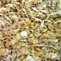 FGF4 Rabbit Polyclonal Antibody