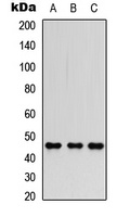 FOXP3 Rabbit Polyclonal Antibody