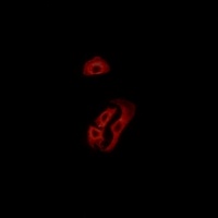 FPR3 Rabbit Polyclonal Antibody