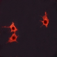 Frizzled 4 Rabbit Polyclonal Antibody