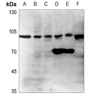 GCP2 Rabbit Polyclonal Antibody
