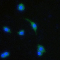 GPR13 Rabbit Polyclonal Antibody