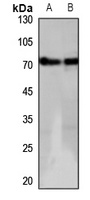 GPR152 Rabbit Polyclonal Antibody