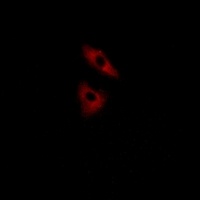 GPR152 Rabbit Polyclonal Antibody