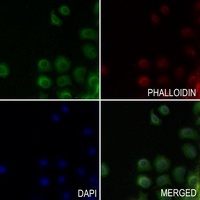 HSD17B4 Rabbit Polyclonal Antibody
