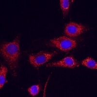 IDH2 Rabbit Polyclonal Antibody