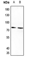 IL-20RA Rabbit Polyclonal Antibody