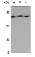 Kallikrein 7 Rabbit Polyclonal Antibody