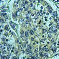KCNE1L Rabbit Polyclonal Antibody