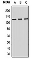 MAG Rabbit Polyclonal Antibody