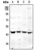 MFG-E8 Rabbit Polyclonal Antibody
