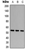 MMP20 Rabbit Polyclonal Antibody