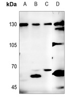 Neuroligin 1 Rabbit Polyclonal Antibody