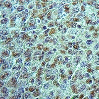 Neuroligin 1 Rabbit Polyclonal Antibody