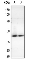 Nocturnin Rabbit Polyclonal Antibody
