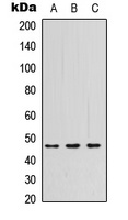 PSG3 Rabbit Polyclonal Antibody