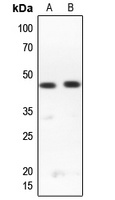 RPL3L Rabbit Polyclonal Antibody