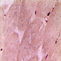RPL3L Rabbit Polyclonal Antibody