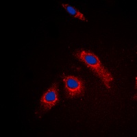 RPL3L Rabbit Polyclonal Antibody