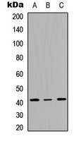 SAPK4 Rabbit Polyclonal Antibody