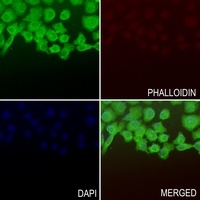 TFCP2L1 Rabbit Polyclonal Antibody