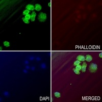 TNFAIP8L1 Rabbit Polyclonal Antibody