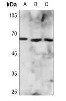 ZNF496 Rabbit Polyclonal Antibody