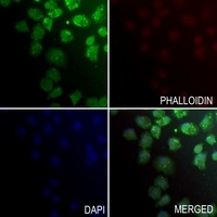 ZNF496 Rabbit Polyclonal Antibody
