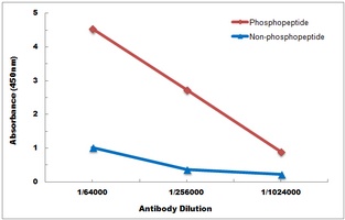 ACC alpha (Phospho-S80) Rabbit Polyclonal Antibody