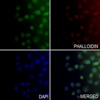ALDOC Rabbit Polyclonal Antibody