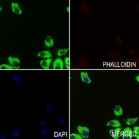 Apolipoprotein L3 Rabbit Polyclonal Antibody