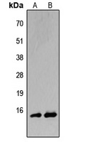 BATF Rabbit Polyclonal Antibody