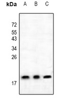 BAX Rabbit Polyclonal Antibody